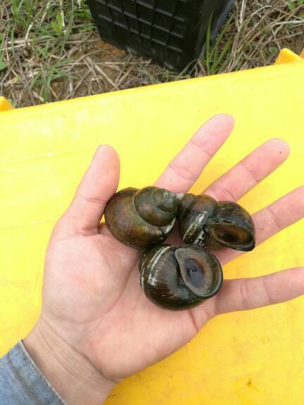 我好像记得小时候吃过这个,但不确定是不是这种,个