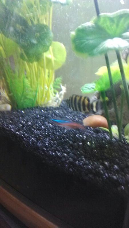 是不是虎皮鱼,能不能和红绿灯混养