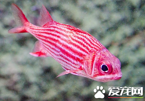 怎麼養好熱帶魚 初養熱帶魚首選孔雀魚