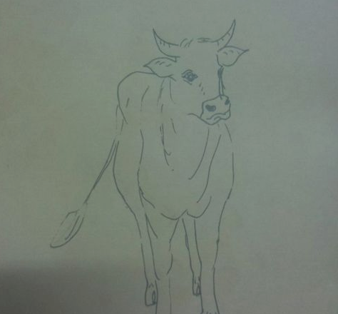 铅笔画牛一头牛图片