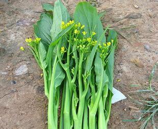 长的像油菜花的蔬菜图片