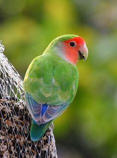 我们家又飞来只鹦鹉,我搞不太清楚它是什么种类的,求爱鸟者帮看下!谢