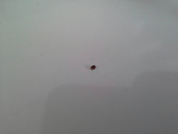房间最近很多小小的会飞咖啡色的小虫子,大死