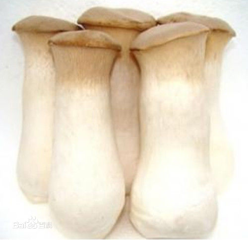 白色长条状蘑菇图片