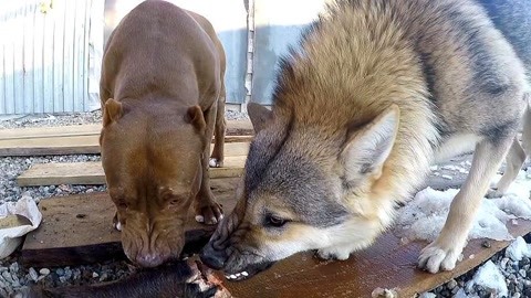 比特犬遇到狼谁更厉害?把它们放在一起测试,结果让人很意外!