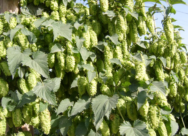 蛇麻花长什么样子