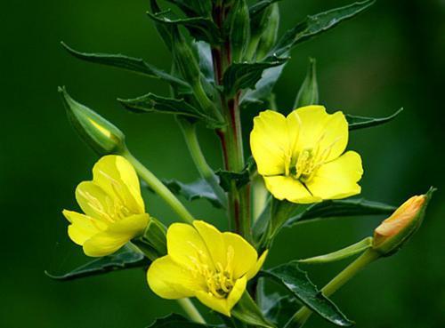 澳洲月见草的功效与作用