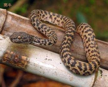 农村有一种蛇名叫土七寸,身长大约七寸,灰色,跑的极快,请问有人知道吗