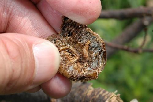 螳螂卵鞘打开后有白色的虫子