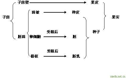 绿色开花植物在果实的形成过程中,子房壁逐步发育成果实的是( )a