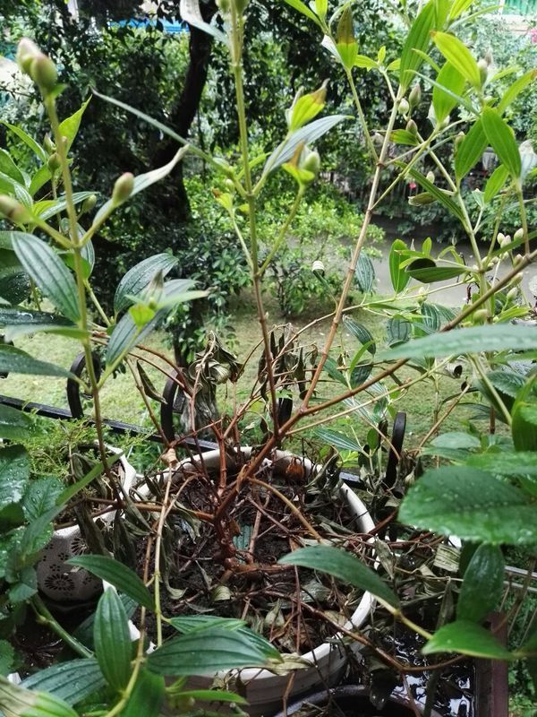 我的巴西野牡丹怎么从下面开始枯萎了?现在不