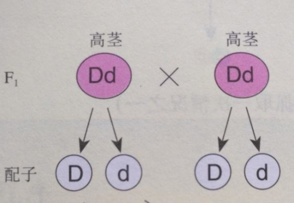 AA和aa杂交的遗传图解图片