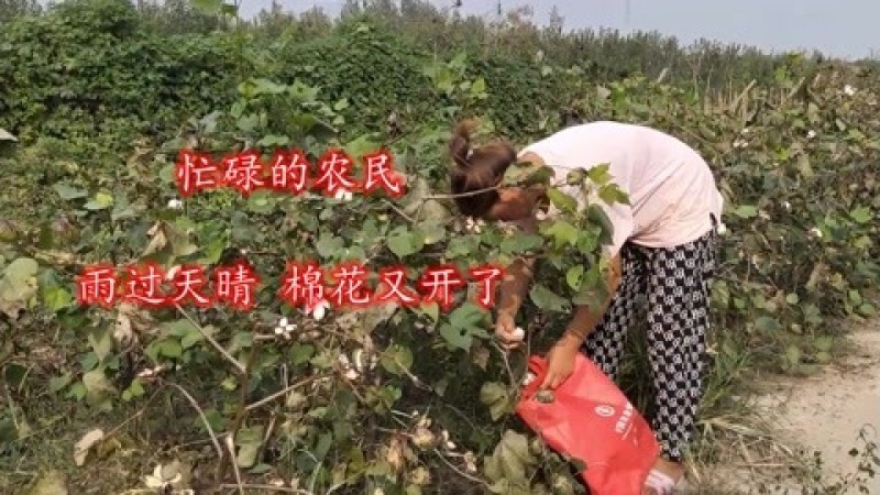 [图]山东地道农民是怎么拾棉花的?近距离观看拾棉花,你学会了吗?