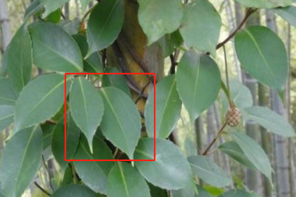 一,叶片不同 红木香的叶片形状是长圆状披针形,倒卵状披针形的.