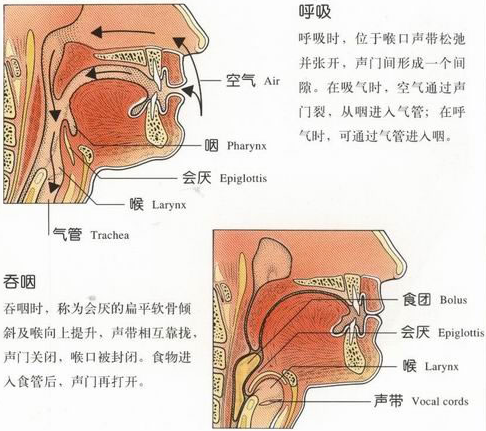 人在进食吞咽时,食物一般不会误入气管的原因是( )