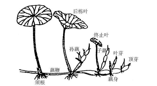 莲藕的生长过程图片