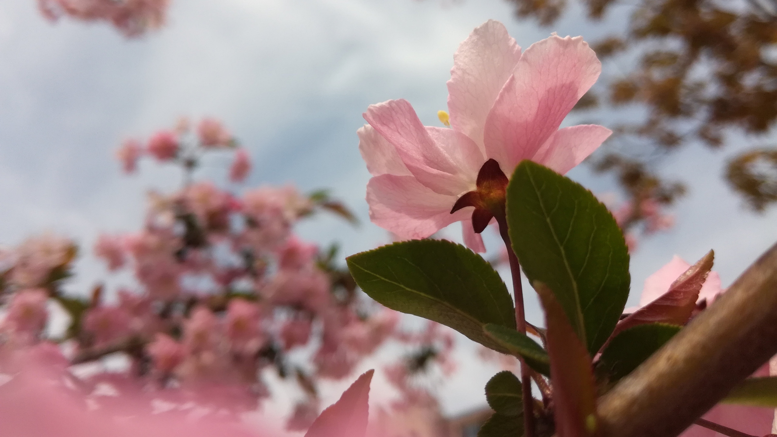 高清粉色桃花图片[图4]