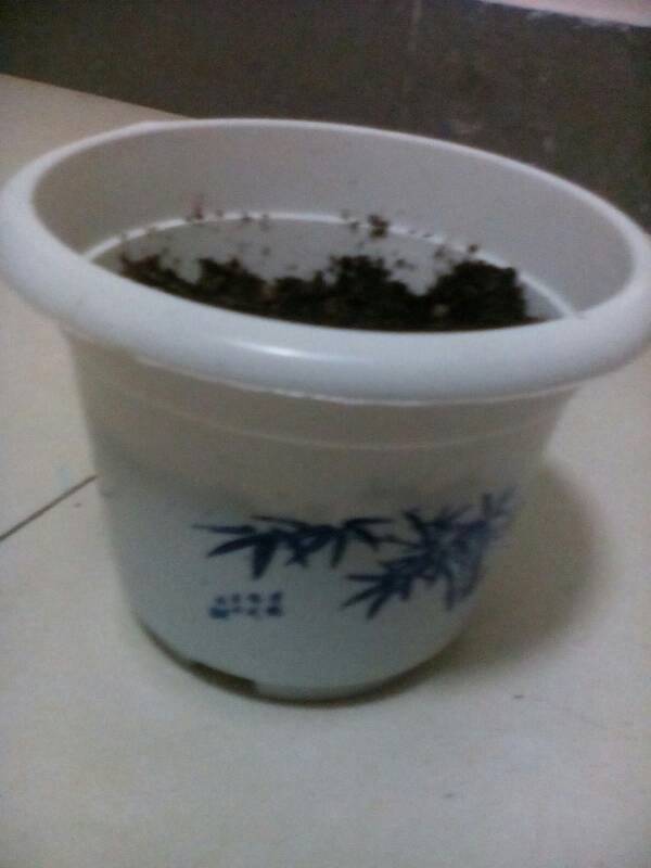 刚种的金钱树,要过多久才能发苗,照片里面的就