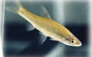 请问东北说的小麦穗鱼,学名是什么?