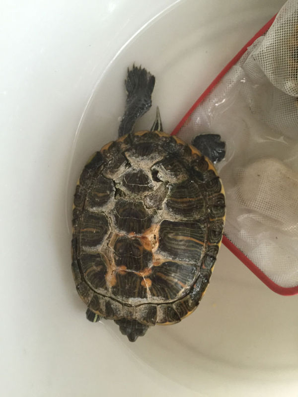 治疗乌龟腐甲应该怎么办 知道金霉素加双氧水的方法 阿司匹林药浴的方法 还有淘宝上卖的护龟液和聚维酮