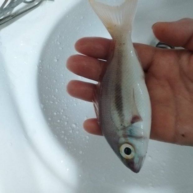 请问这这两张照片里面的海鱼(广西北海海边钓起来的)分别是什么鱼呀