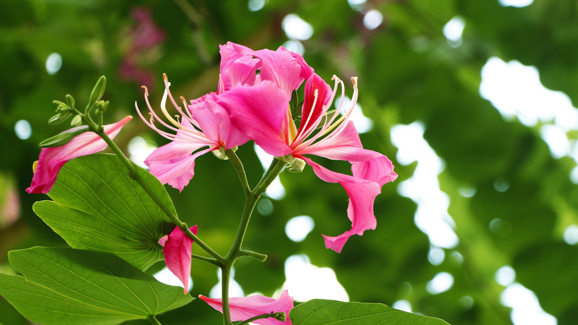 紫荆花花卉桌面壁纸[图2]