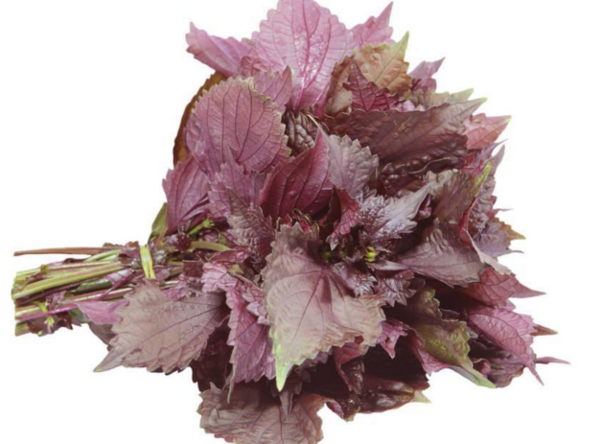 紫苏水喝多了会有什么危害