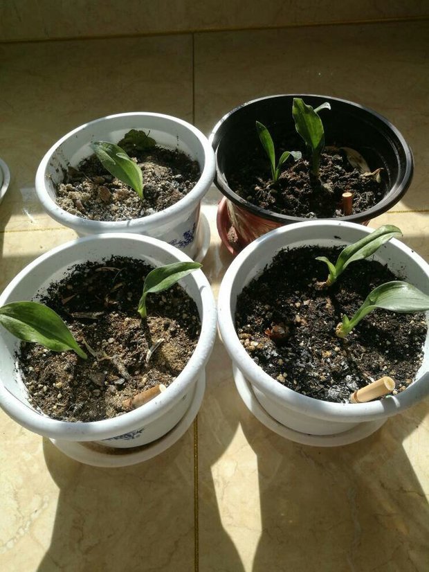 君子兰幼苗长的慢咋办,自己种的种子这是养了一年的