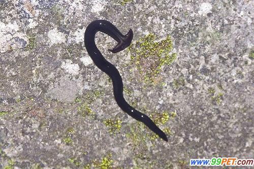 有没有锤头蚯蚓额?