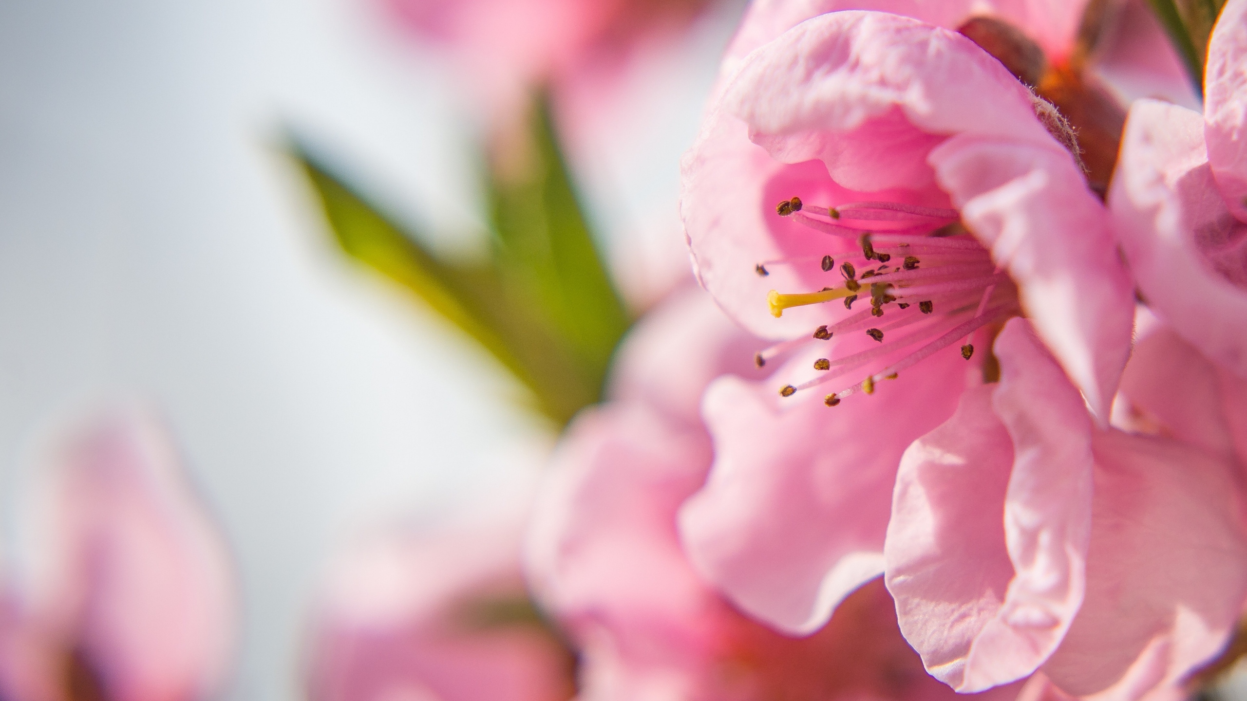 娇艳桃花花卉桌面壁纸[图3]