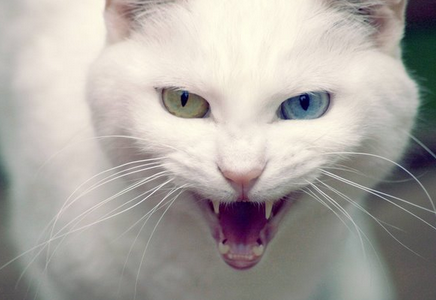 如何安抚炸毛的喵星人?_360问答