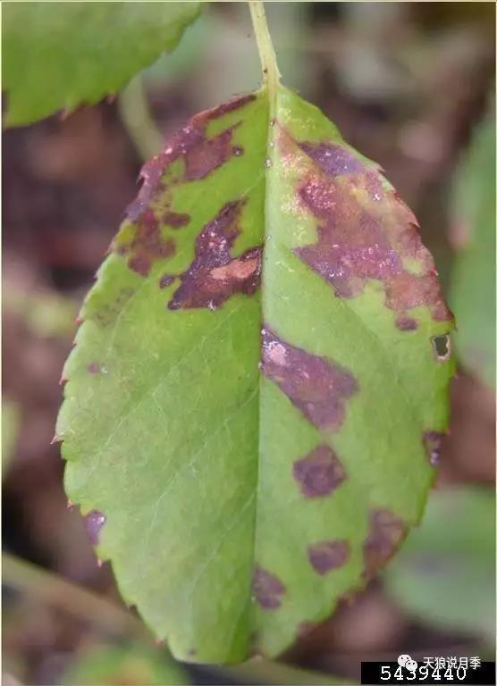 小型月季花芽膨大且有橘色霉块状,叶片背面也有少量橘色霉点是什么病