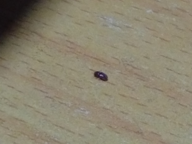 出现了吃木头吃，还会吃钢琴上的