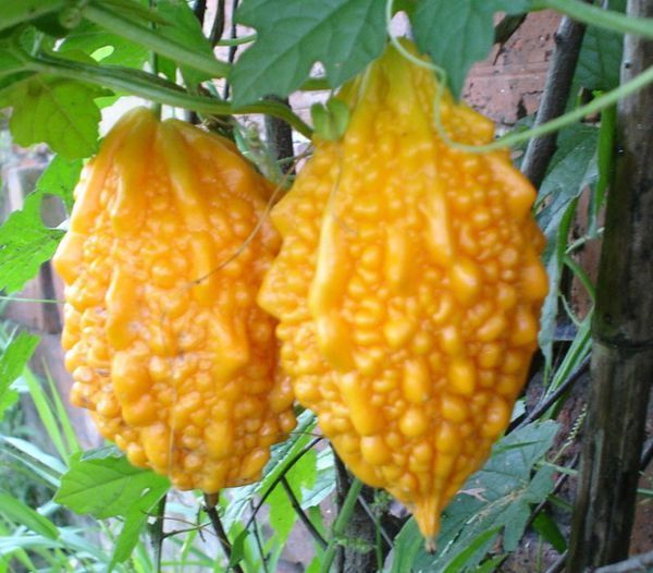 黄色苦瓜一样的水果是什么?