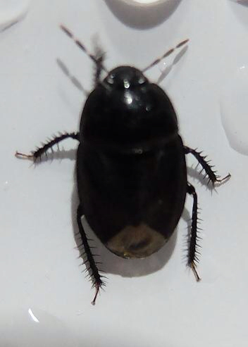 黑色的虫子 身体图片