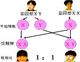 男性體細胞內的x染色體一定來自他的a.父親b.祖父c.母親d.祖母