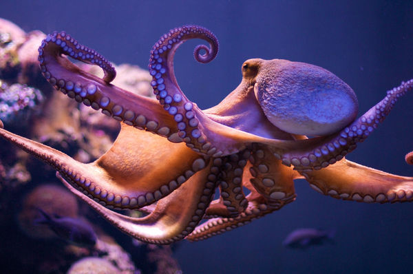 章鱼属于十二生肖的哪个动物