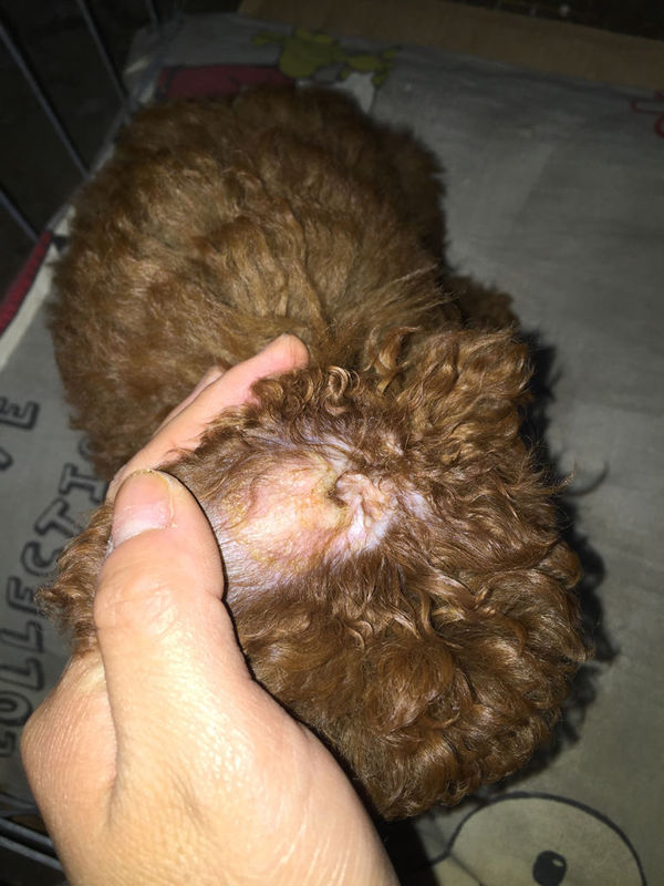 急,狗狗耳朵上有黄色结咖,请问是什么