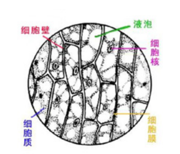 洋葱细胞结构图手绘图图片