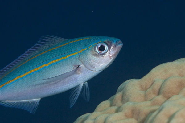 如图   不宜分辨  ,   可能是    不一定对    鳞鳍梅鲷    学名