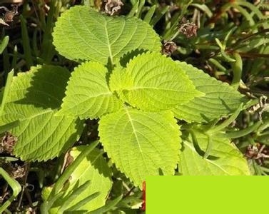 谁有防风芽苗图片可以给我发两张吗?