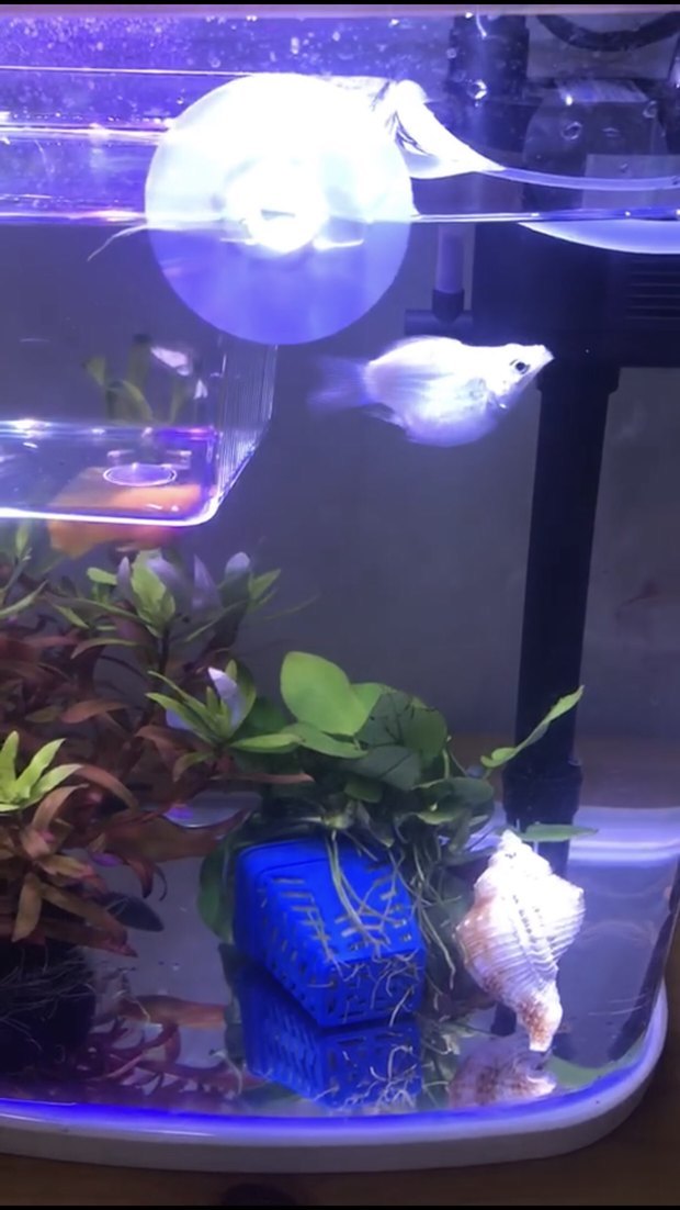 这条白色的球玛丽鱼怀孕了吗,而且这个公鱼为什么老