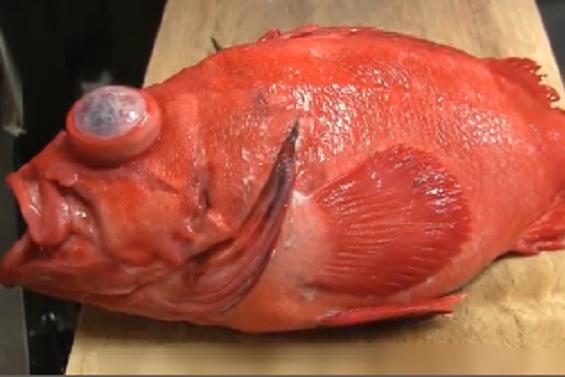视频:这是我见过翻白眼翻的最有个性的鱼了!一看就不是本地鱼!