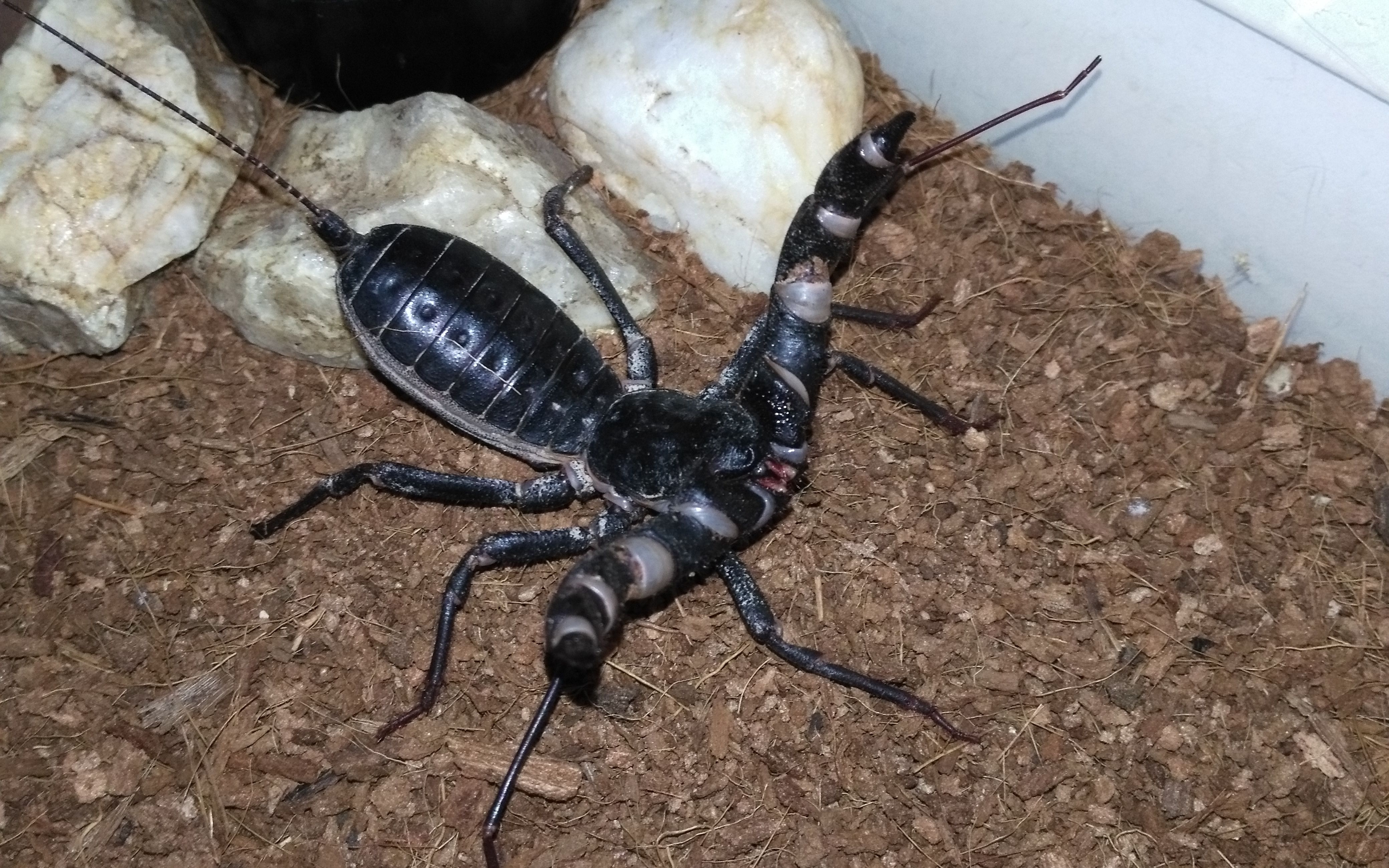 巨鞭蝎捕食蟋蟀