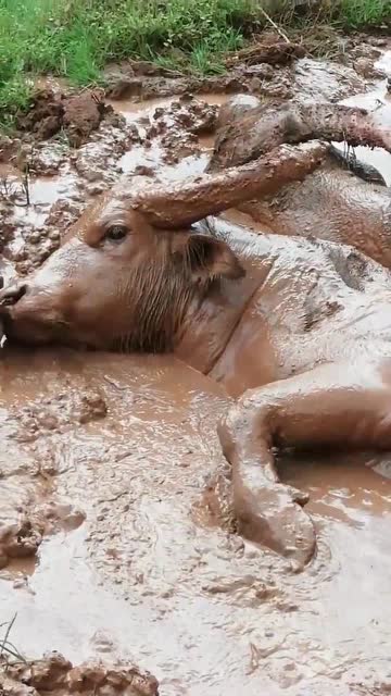 我家的牛也喜欢洗泥浆浴