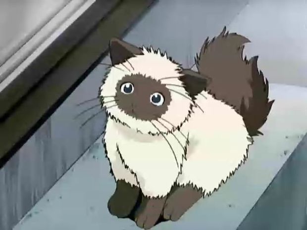 网球王子中越前的猫卡鲁宾出现过的集数