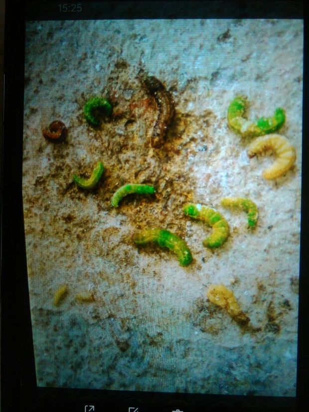 青菜上这些虫拿什么药打