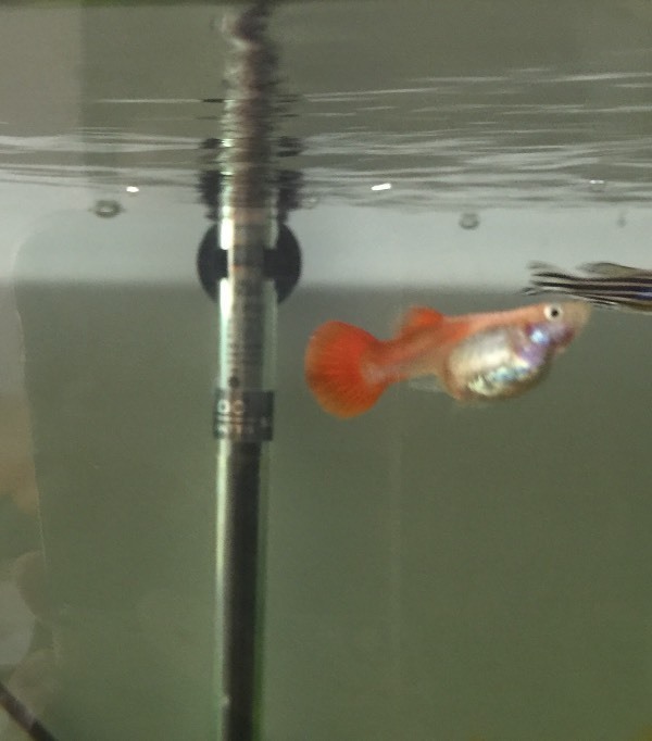 我家的小鱼肚子非常大是怎么回事呀!肚子下面