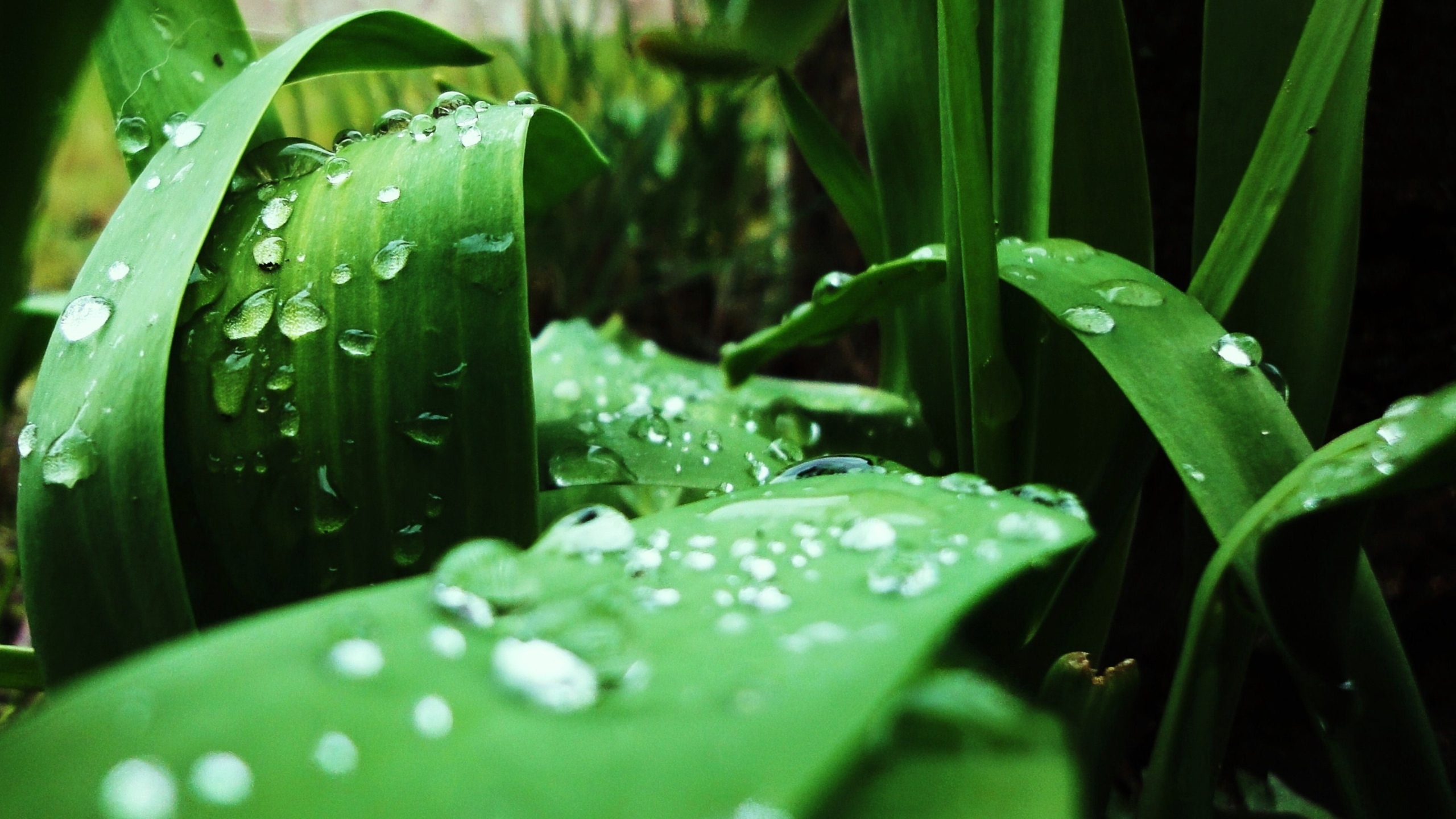 清晨植物上的露水图片[图13]