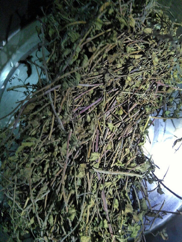 黑凉粉,龟苓膏,烧仙草分别是什么,有什么区别